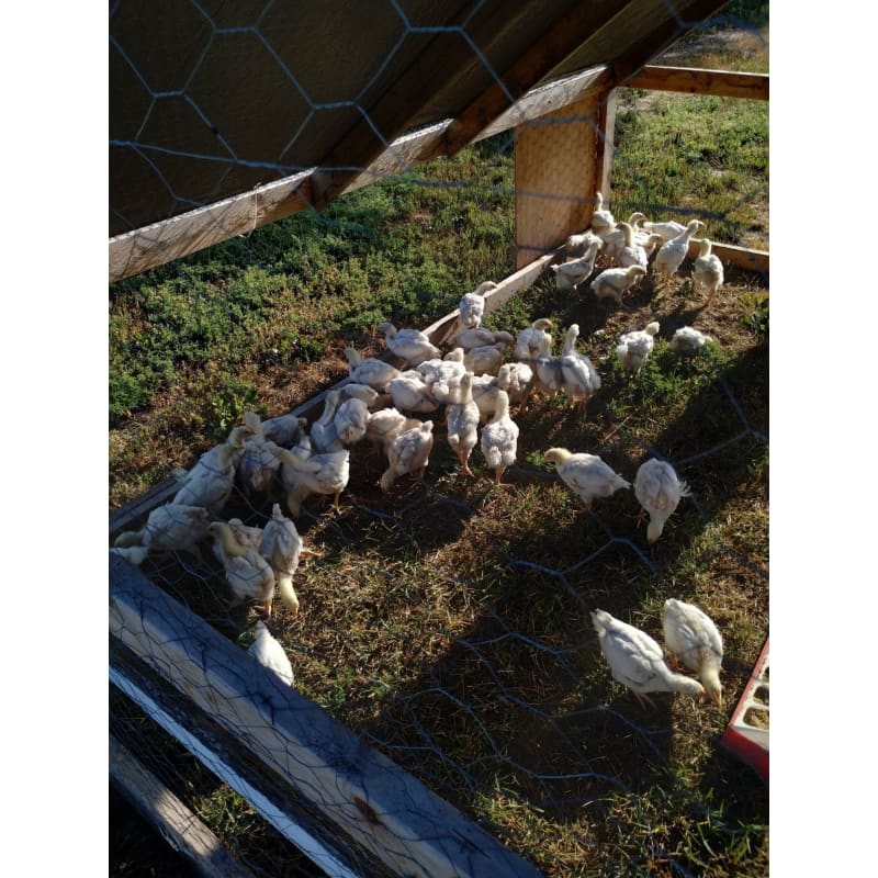 Pasture Raised Whole Chickens (NON GMO) - Poultry