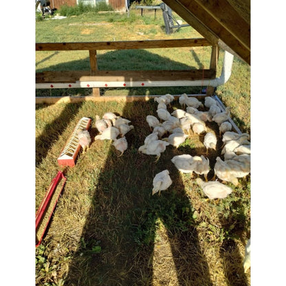 Pasture Raised Whole Chickens (NON GMO) - Poultry